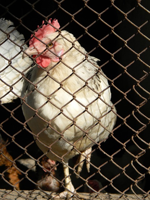 荷甲战报：奥斯汀破门，肖蒂尔建功，兹沃勒2-1海伦芬